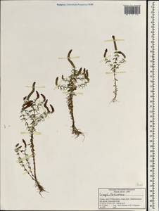 Scrophulariaceae, Зарубежная Азия (ASIA) (Индия)