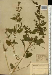 Лебеда раскидистая L., Восточная Европа, Центральный лесной район (E5) (Россия)