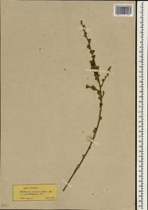 Verbascum mucronatum Lam., Зарубежная Азия (ASIA) (Турция)