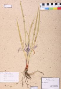 Iris lactea f. biglumis (Vahl) Kitag., Сибирь, Алтай и Саяны (S2) (Россия)