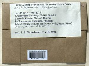 Barbilophozia barbata (Schmidel ex Schreb.) Loeske, Гербарий мохообразных, Мхи - Красноярский край, Тыва и Хакасия (B17) (Россия)