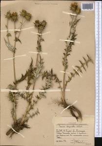 Cousinia chrysantha Kult., Средняя Азия и Казахстан, Западный Тянь-Шань и Каратау (M3) (Узбекистан)