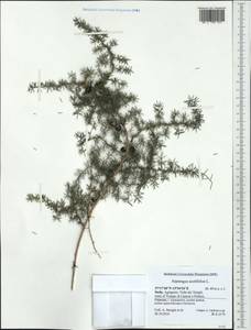 Asparagus acutifolius L., Западная Европа (EUR) (Италия)