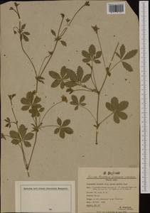 Potentilla ×italica Lehm., Западная Европа (EUR) (Швейцария)