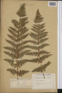 Dryopteris villarii (Bell) Woyn. ex Schinz & Thell., Западная Европа (EUR) (Швейцария)