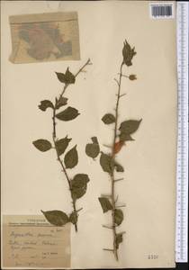 Бугенвиллия прекрасная Willd., Америка (AMER) (Куба)