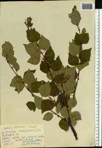 Betula pubescens var. litwinowii (Doluch.) Ashburner & McAll., Восточная Европа, Центральный лесостепной район (E6) (Россия)