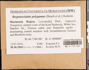 Drepanocladus polygamus (Schimp.) Hedenäs, Гербарий мохообразных, Мхи - Карелия, Ленинградская и Мурманская области (B4) (Россия)