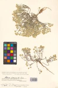 Odontarrhena tortuosa subsp. tortuosa, Восточная Европа, Нижневолжский район (E9) (Россия)