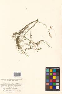 Callitriche palustris subsp. palustris, Сибирь, Дальний Восток (S6) (Россия)