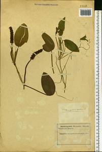 Рдест плавающий L., Восточная Европа, Северный район (E1) (Россия)