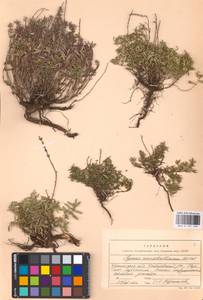 MHA 0 157 190, Thymus pannonicus All., Средняя Азия и Казахстан, Прикаспийский Устюрт и Северное Приаралье (M8) (Казахстан)