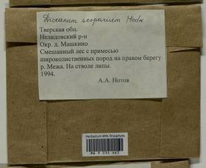 Dicranum scoparium Hedw., Гербарий мохообразных, Мхи - Центральное Нечерноземье (B6) (Россия)