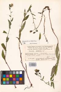 Hieracium furvescens (Dahlst.) Omang, Восточная Европа, Северный район (E1) (Россия)
