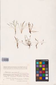 Мышехвостник маленький L., Восточная Европа, Нижневолжский район (E9) (Россия)