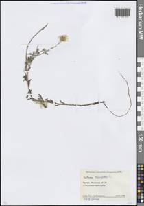 Cota triumfettii (L.) Gay, Кавказ, Абхазия (K4a) (Абхазия)