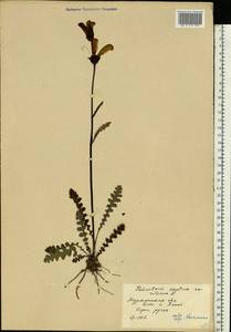 Мытник скипетровидный L., Восточная Европа, Северный район (E1) (Россия)