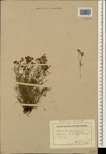 Cynanchica pyrenaica subsp. cynanchica (L.) P.Caputo & Del Guacchio, Кавказ, Краснодарский край и Адыгея (K1a) (Россия)