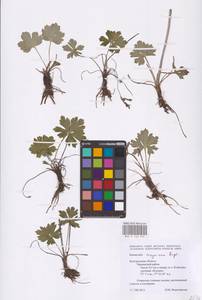 Ranunculus polyanthemos subsp. meyerianus (Rupr.) Elenevsky & Derv.-Sok., Восточная Европа, Центральный лесостепной район (E6) (Россия)