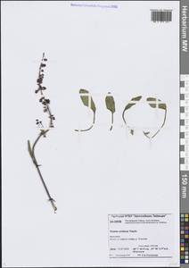 Щавель арктический Trautv., Сибирь, Центральная Сибирь (S3) (Россия)