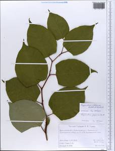 Reynoutria × bohemica Chrtek & Chrtková, Восточная Европа, Центральный лесной район (E5) (Россия)