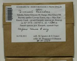 Dicranum laevidens R.S. Williams, Гербарий мохообразных, Мхи - Якутия (B19) (Россия)