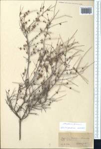 Курчавка шиповатая L., Средняя Азия и Казахстан, Копетдаг, Бадхыз, Малый и Большой Балхан (M1) (Туркмения)