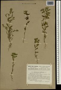Буглосоидес тонкоцветковый (L. fil.) I. M. Johnst., Зарубежная Азия (ASIA) (Израиль)