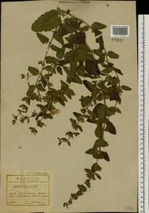 Nepeta lophanthus (L.) Fisch. ex Loew, Сибирь, Прибайкалье и Забайкалье (S4) (Россия)