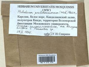 Ptilidium pulcherrimum (Weber) Vain., Гербарий мохообразных, Мхи - Карелия, Ленинградская и Мурманская области (B4) (Россия)
