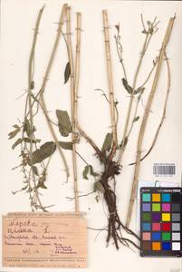 MHA 0 155 632, Котовник голый, Восточная Европа, Средневолжский район (E8) (Россия)