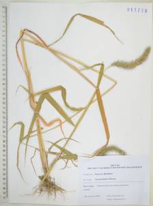 Щетинник Фабера R.A.W.Herrm., Сибирь, Дальний Восток (S6) (Россия)