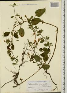Пахучка крупноцветковая (L.) Kuntze, Кавказ (без точных местонахождений) (K0)