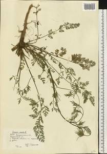 Морковь обыкновенная, Морковь дикая L., Восточная Европа, Западно-Украинский район (E13) (Украина)