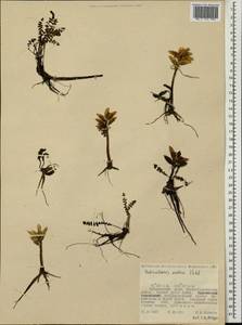 Мытник Эдера Vahl, Сибирь, Дальний Восток (S6) (Россия)