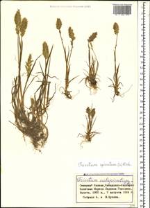 Koeleria spicata (L.) Barberá, Quintanar, Soreng & P.M.Peterson, Кавказ, Ставропольский край, Карачаево-Черкесия, Кабардино-Балкария (K1b) (Россия)