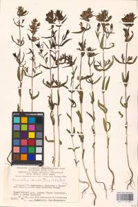 MHA 0 162 084, Rhinanthus serotinus var. vernalis (N.W.Zinger) Janch., Восточная Европа, Литва (E2a) (Литва)