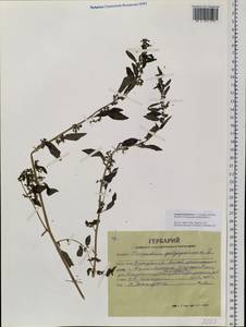 Lipandra polysperma (L.) S. Fuentes, Uotila & Borsch, Сибирь, Алтай и Саяны (S2) (Россия)
