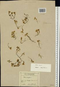 Очиток едкий L., Восточная Европа, Центральный район (E4) (Россия)