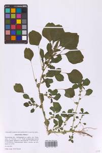 Щирица синеватая L., Восточная Европа, Московская область и Москва (E4a) (Россия)