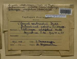 Ptychostomum pseudotriquetrum (Hedw.) J.R. Spence & H.P. Ramsay, Гербарий мохообразных, Мхи - Центральное Нечерноземье (B6) (Россия)
