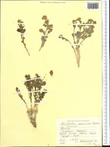 Христолея толстолистная Cambess., Средняя Азия и Казахстан, Памир и Памиро-Алай (M2) (Таджикистан)