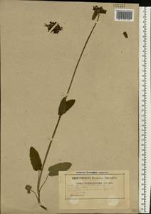 Betonica officinalis subsp. officinalis, Восточная Европа, Белоруссия (E3a) (Белоруссия)