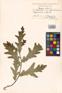 Дуб черешчатый, Дуб обыкновенный L., Восточная Европа, Центральный район (E4) (Россия)