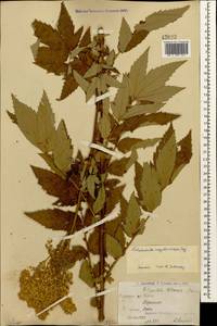 Таволга вязолистная (L.) Maxim., Кавказ, Армения (K5) (Армения)