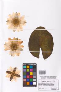 Кувшинка белоснежная C.Presl, Восточная Европа, Северный район (E1) (Россия)