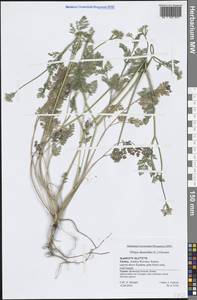 Orlaya platycarpos W.D.J.Koch, Зарубежная Азия (ASIA) (Турция)