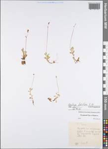 Камнеломка листочковая (R.Br.) Gornall, Восточная Европа, Северный район (E1) (Россия)