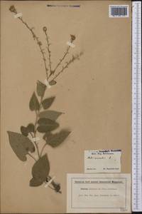 Symphyotrichum anomalum (Engelm.) G. L. Nesom, Америка (AMER) (США)
