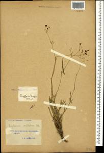 Володушка высокая M.Bieb., Кавказ, Турецкий Кавказ (K7) (Турция)